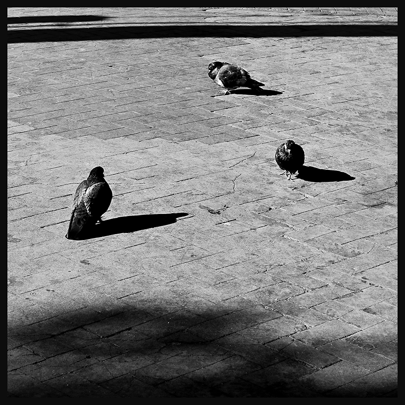 Three pigeons / 09.02.2015 
© Michele Paoloni Photography