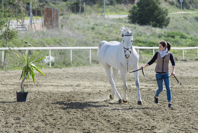 Mediterranean Equestrian Tour  | International Horse Competition